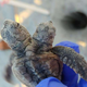 Imagen para el artículo titulado Encuentran una tortuga bebé de dos cabezas en una playa de Carolina del Sur
